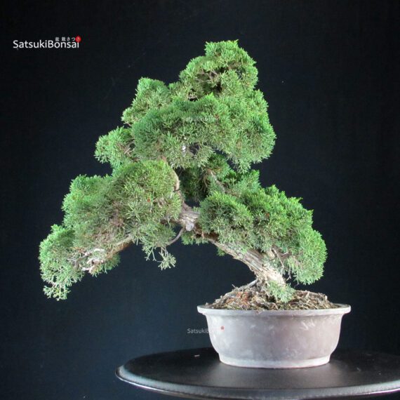 Juniperus Chinensis Kishu - immagine 4