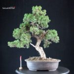 Juniperus Chinensis Kishu
