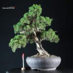 Juniperus Chinensis Kishu