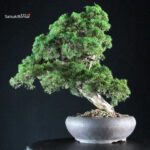 Juniperus Chinensis Kishu - immagine 2