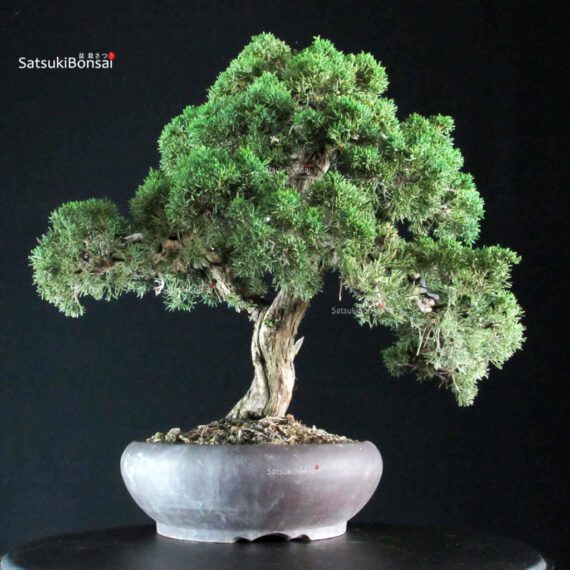 Juniperus Chinensis Kishu - immagine 3