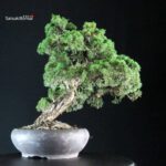 Juniperus Chinensis Kishu - immagine 4