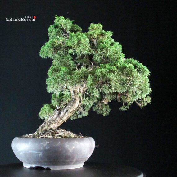 Juniperus Chinensis Kishu - immagine 4