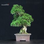 Juniperus Chinensis Itoigawa - immagine 2