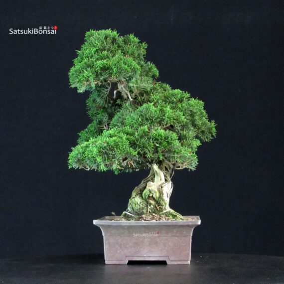 Juniperus Chinensis Itoigawa - immagine 2