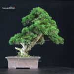Juniperus Chinensis Itoigawa - immagine 3