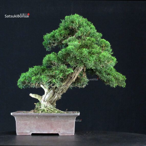 Juniperus Chinensis Itoigawa - immagine 3