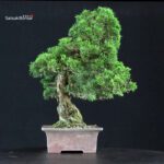 Juniperus Chinensis Itoigawa - immagine 4