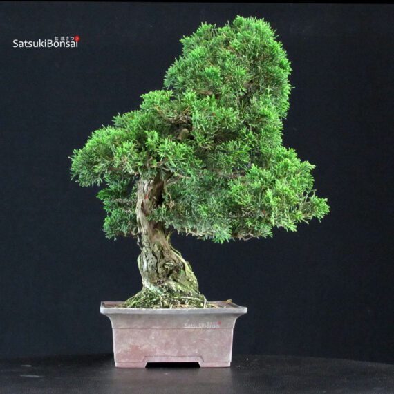 Juniperus Chinensis Itoigawa - immagine 4