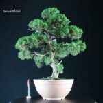 Juniperus Chinensis Kishu