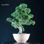 Juniperus Chinensis Kishu - immagine 2