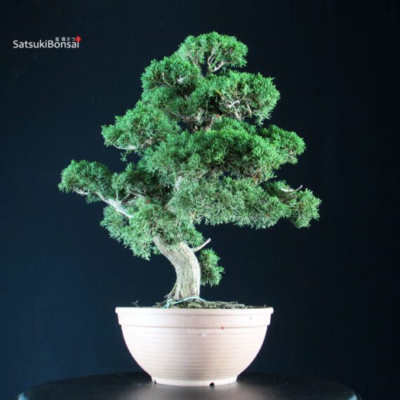 Juniperus Chinensis Kishu - immagine 2