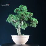 Juniperus Chinensis Kishu - immagine 3