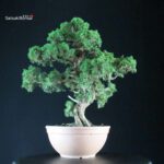 Juniperus Chinensis Kishu - immagine 4