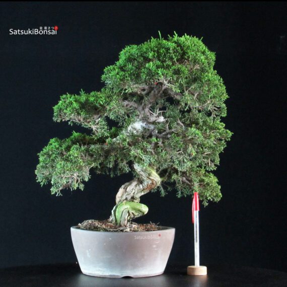 Juniperus Chinensis Itoigawa - immagine 1
