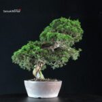 Juniperus Chinensis Itoigawa - immagine 2