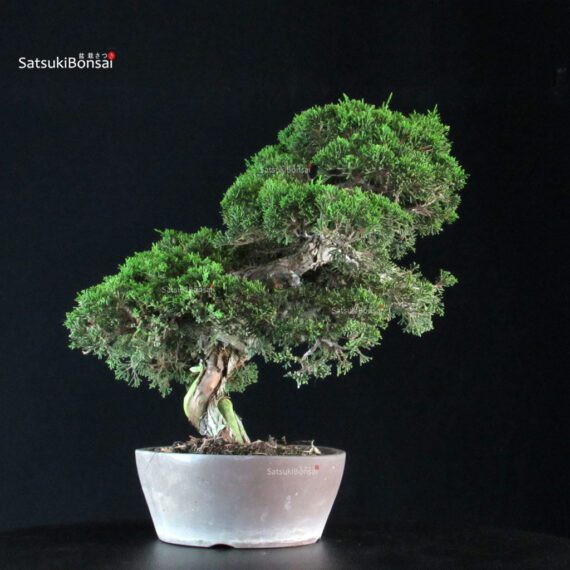 Juniperus Chinensis Itoigawa - immagine 2