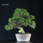 Juniperus Chinensis Itoigawa - immagine 3