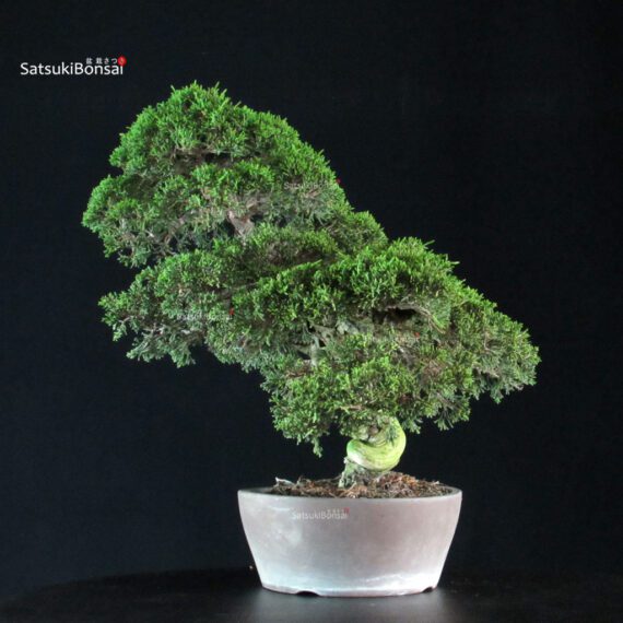 Juniperus Chinensis Itoigawa - immagine 4