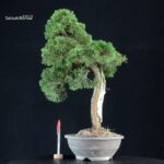 Juniperus Chinensis Kishu