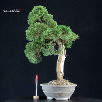 Juniperus Chinensis Kishu