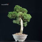 Juniperus Chinensis Kishu - immagine 2