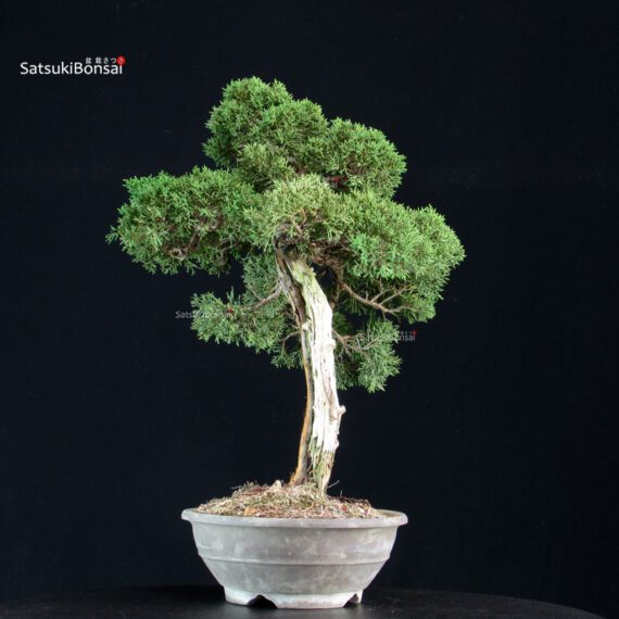 Juniperus Chinensis Kishu - immagine 2