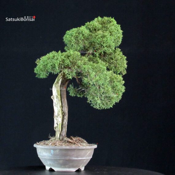 Juniperus Chinensis Kishu - immagine 3