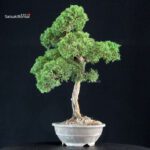 Juniperus Chinensis Kishu - immagine 4