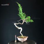 Juniperus Chinensis Itoigawa - Hokkaido