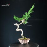 Juniperus Chinensis Itoigawa - Hokkaido - immagine 2