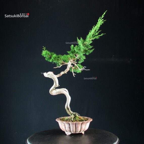 Juniperus Chinensis Itoigawa - Hokkaido - immagine 2