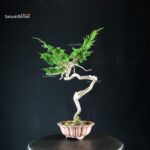 Juniperus Chinensis Itoigawa - Hokkaido - immagine 3