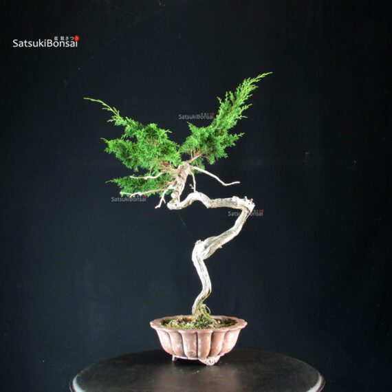 Juniperus Chinensis Itoigawa - Hokkaido - immagine 3