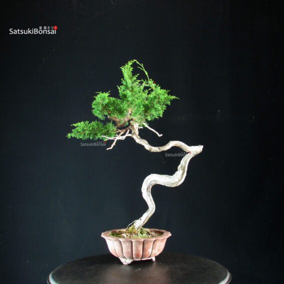 Juniperus Chinensis Itoigawa - Hokkaido - immagine 4