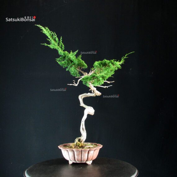 Juniperus Chinensis Itoigawa - Hokkaido - immagine 6