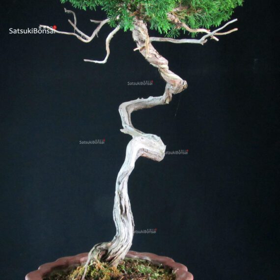 Juniperus Chinensis Itoigawa - Hokkaido - immagine 7