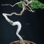 Juniperus Chinensis Itoigawa - Hokkaido - immagine 8