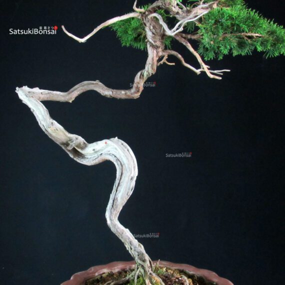 Juniperus Chinensis Itoigawa - Hokkaido - immagine 8