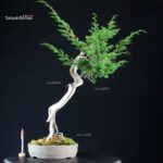 Juniperus Chinensis Itoigawa - Hokkaido