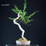 Juniperus Chinensis Itoigawa - Hokkaido - immagine 2