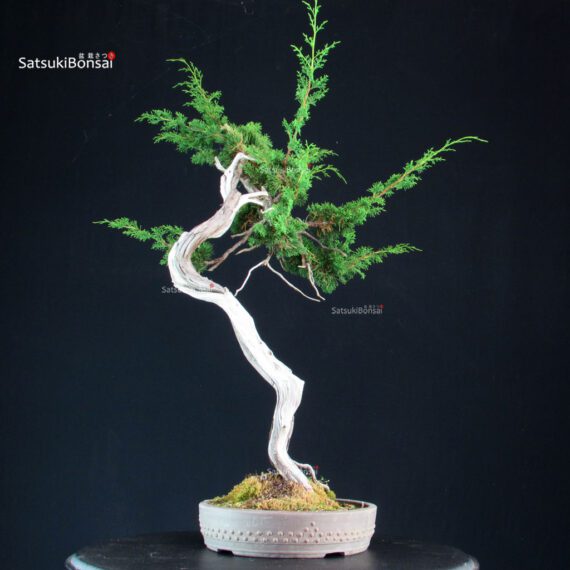Juniperus Chinensis Itoigawa - Hokkaido - immagine 2