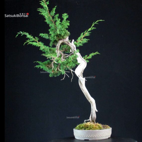 Juniperus Chinensis Itoigawa - Hokkaido - immagine 3