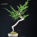 Juniperus Chinensis Itoigawa - Hokkaido - immagine 4
