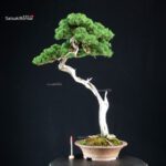 Juniperus Chinensis Itoigawa - Hokkaido