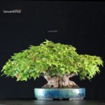 Acer Buergerianum - Kaede shohin VENDUTO - immagine 3
