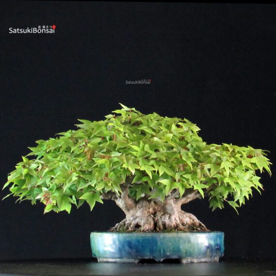 Acer Buergerianum - Kaede shohin VENDUTO - immagine 3