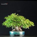Acer Buergerianum - Kaede shohin VENDUTO - immagine 4
