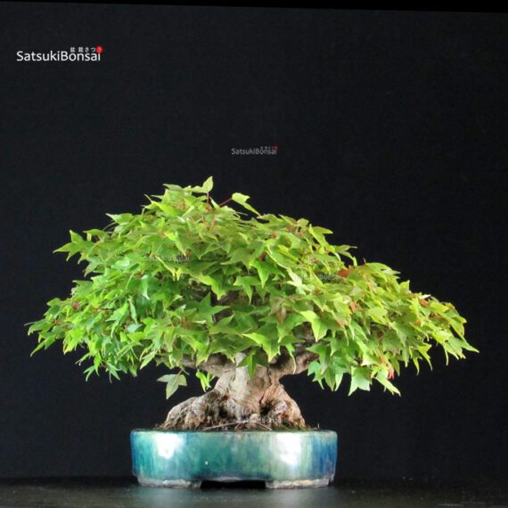 Acer Buergerianum - Kaede shohin VENDUTO - immagine 4