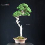 Juniperus Chinensis Itoigawa - Hokkaido - immagine 2